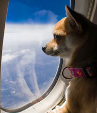 Cane in aereo