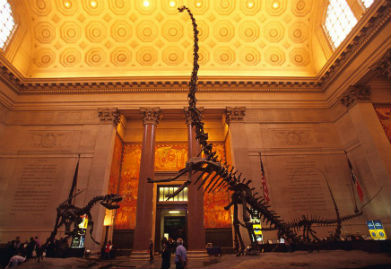 Dinosauri al Museo di Storia Naturale
