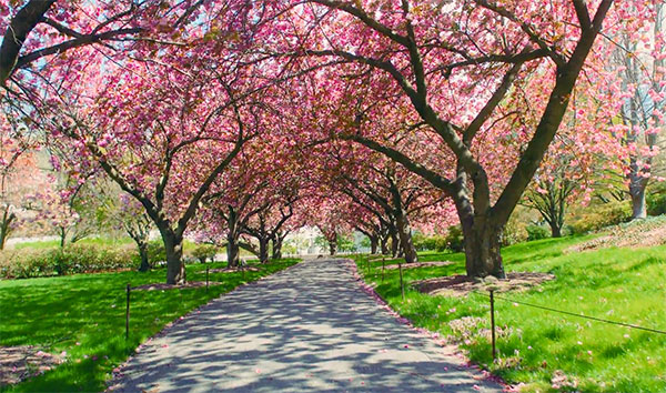 Fioritura dei ciliegi al Botanic Garden di Brooklyn