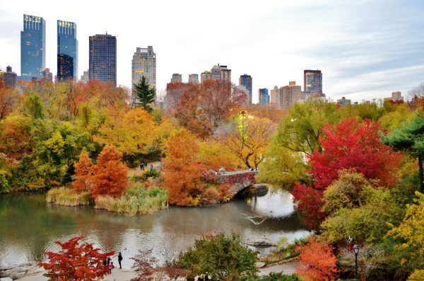 Foliage a Central Park