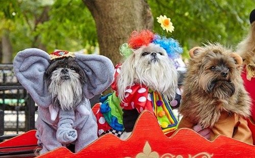 Halloween Dog Parade