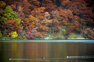 Foliage a Innwood Hill Park