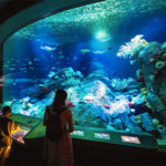 Acquario di New York