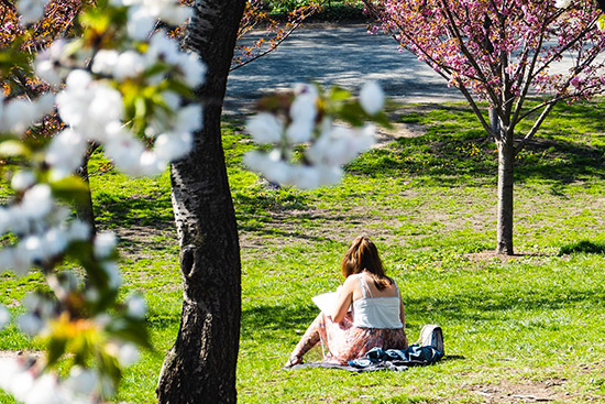 parchi fioriti a New York in primavera