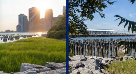 Salt Marsh Brooklyn Bridge Park