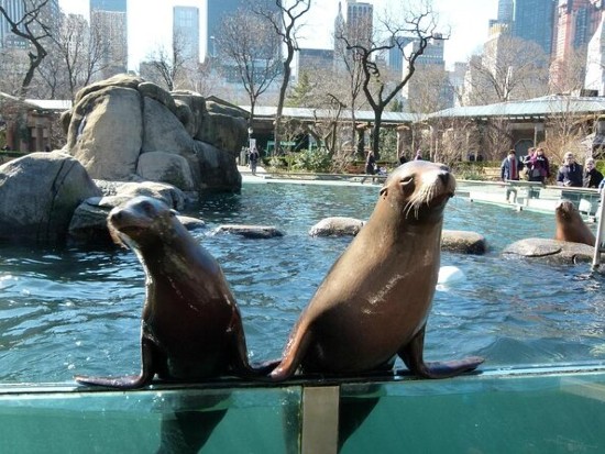 Animali dello Zoo di Central Park