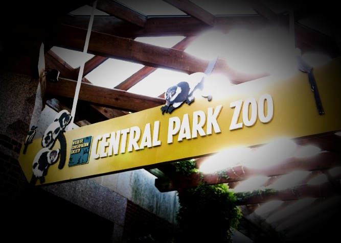 Zoo di Central Park, New York